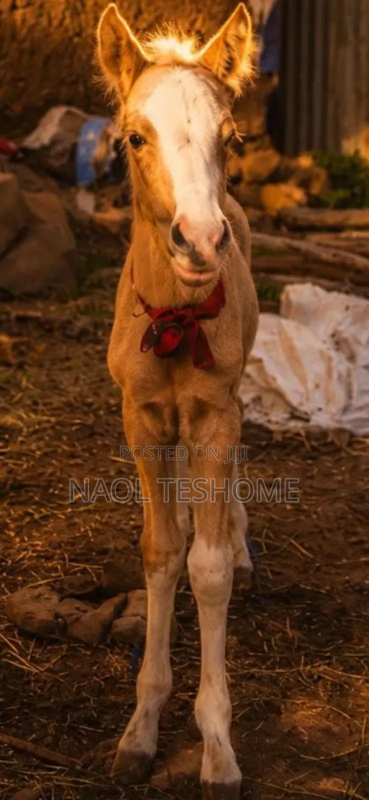 Horse for Sell