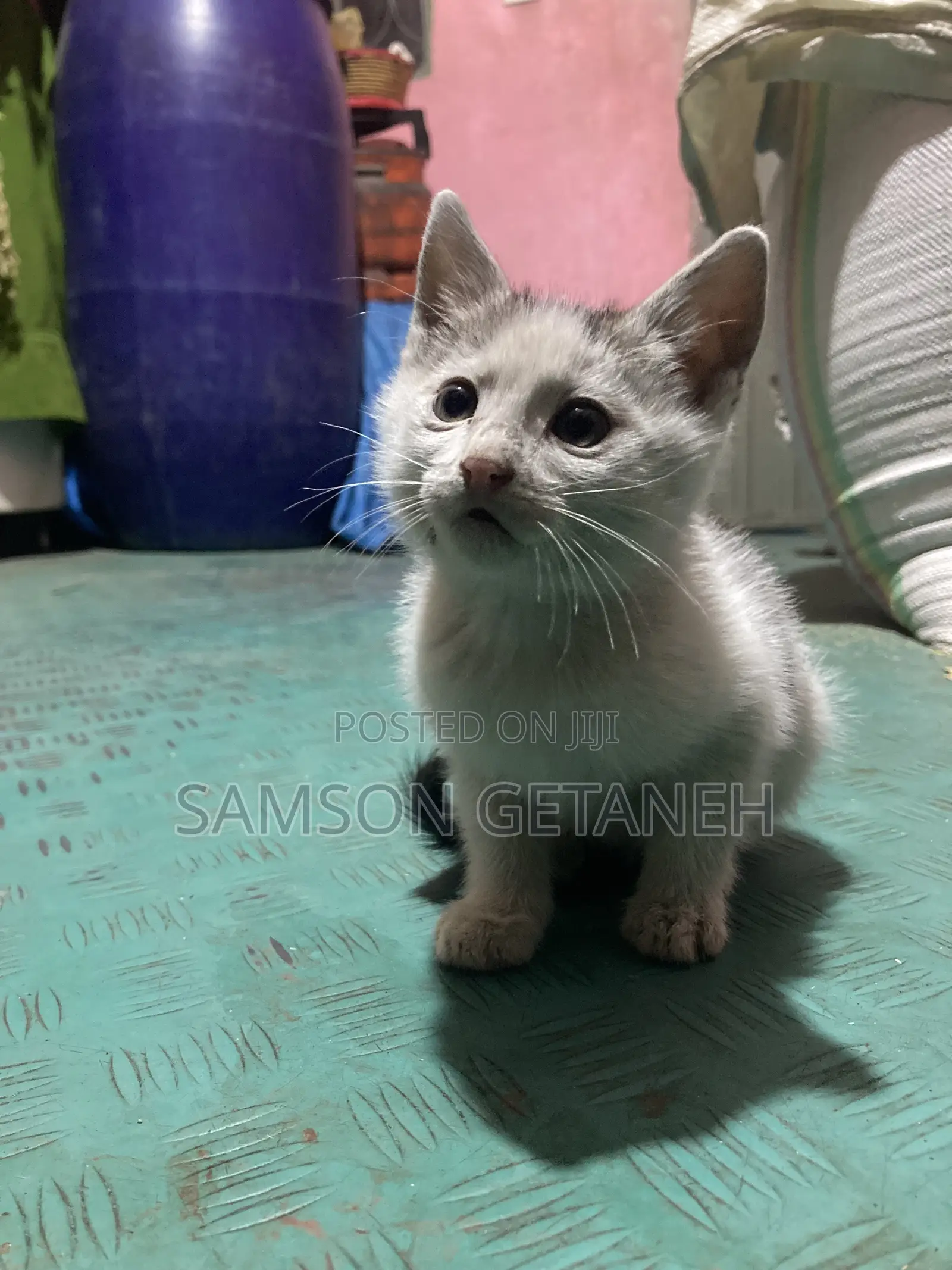 1-3 months Male Mixed Breed American Shorthair