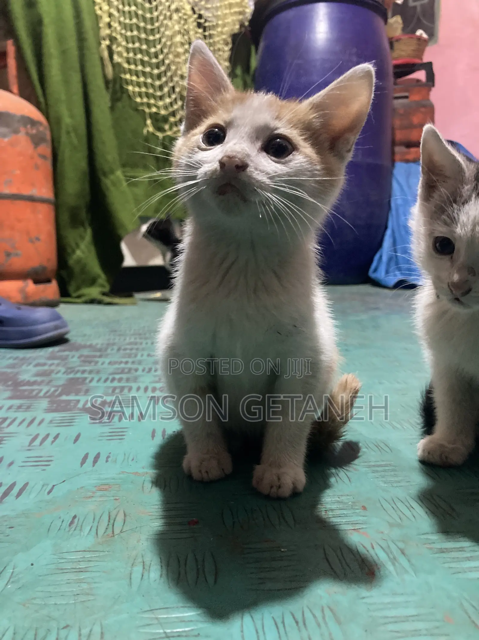 1-3 months Male Mixed Breed American Shorthair