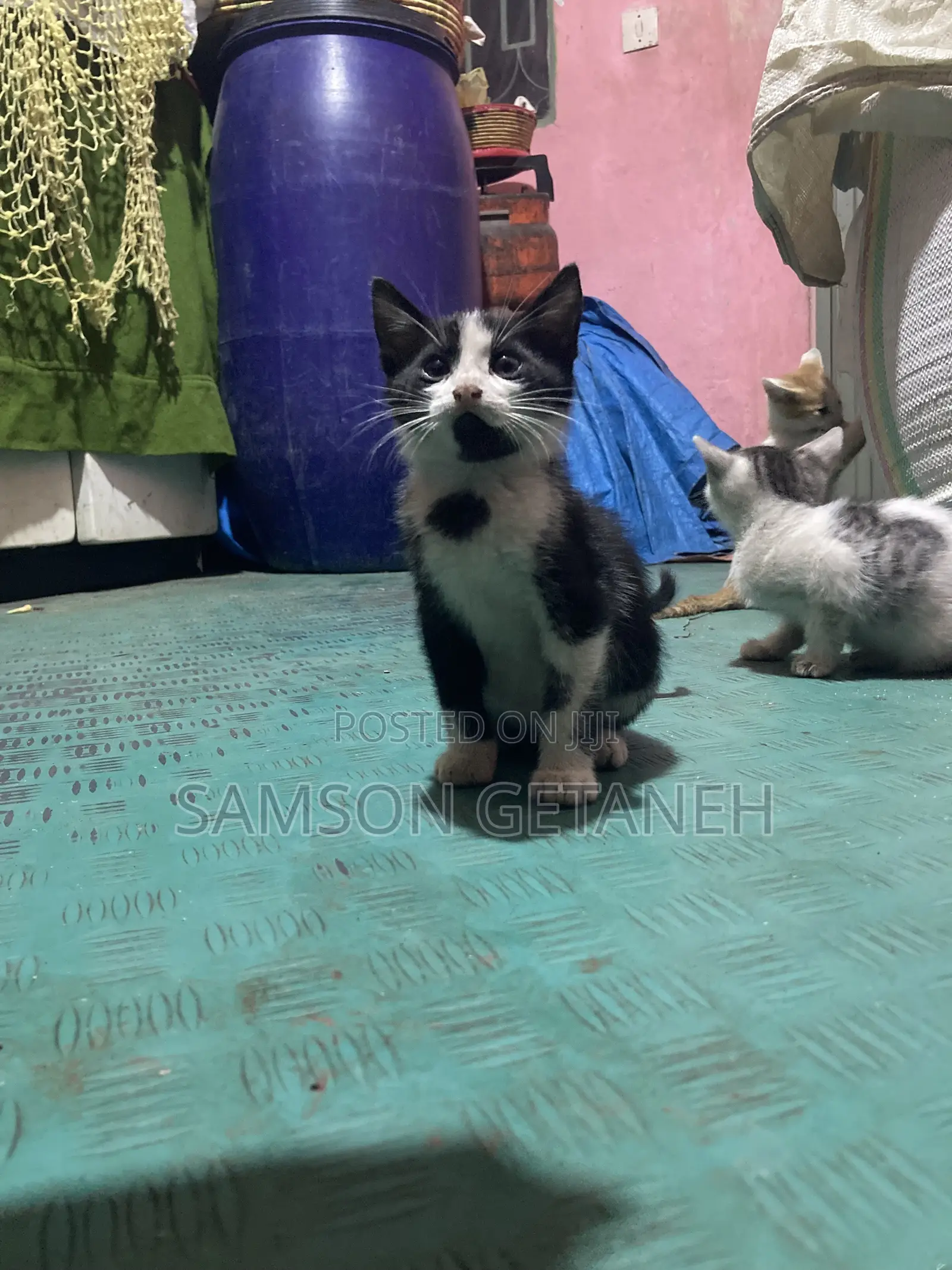 1-3 months Male Mixed Breed American Shorthair