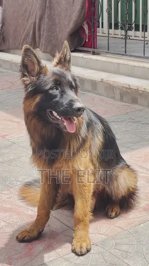 1-3 months Male Purebred German Shepherd