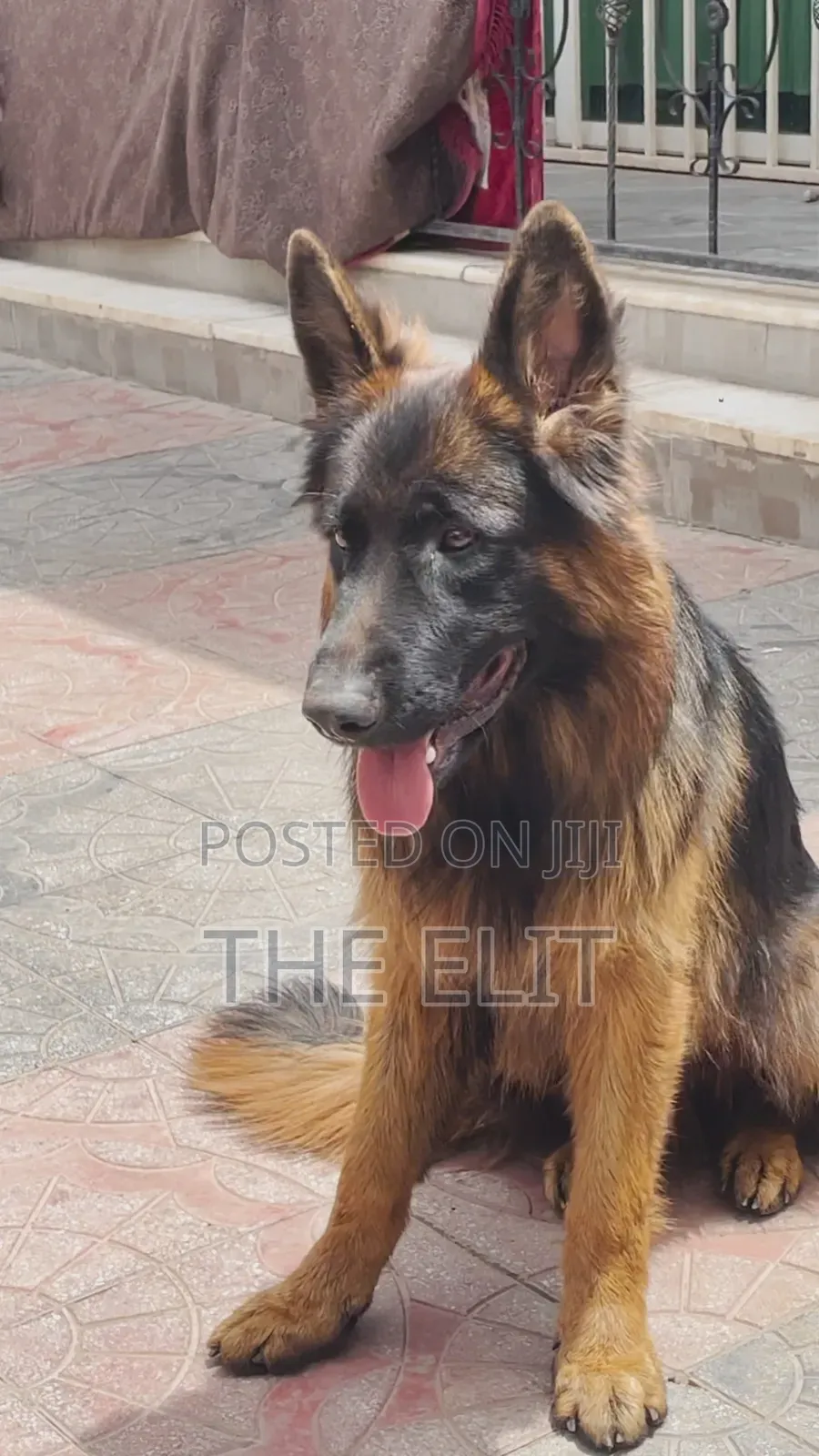 1-3 months Male Purebred German Shepherd