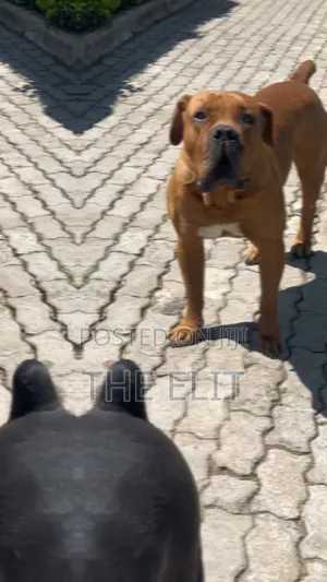 1-3 months Male Purebred Boerboel