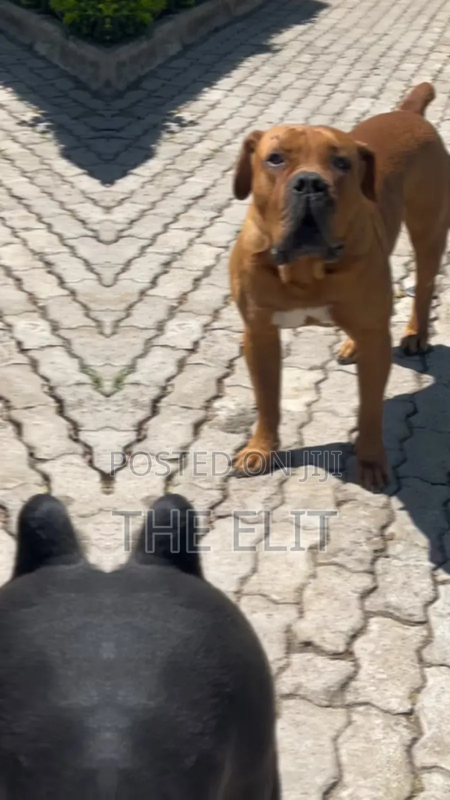 1-3 months Male Purebred Boerboel