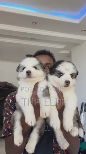 1-3 months Male Purebred Siberian Husky