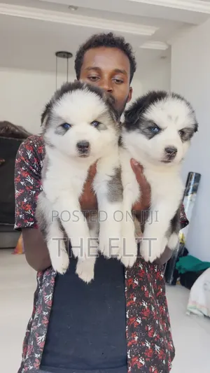 1-3 months Male Purebred Siberian Husky