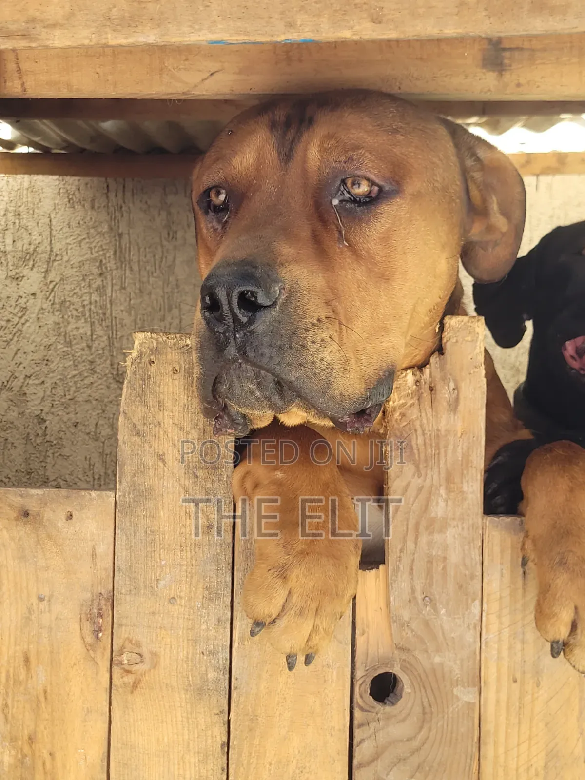 1-3 months Male Purebred Boerboel