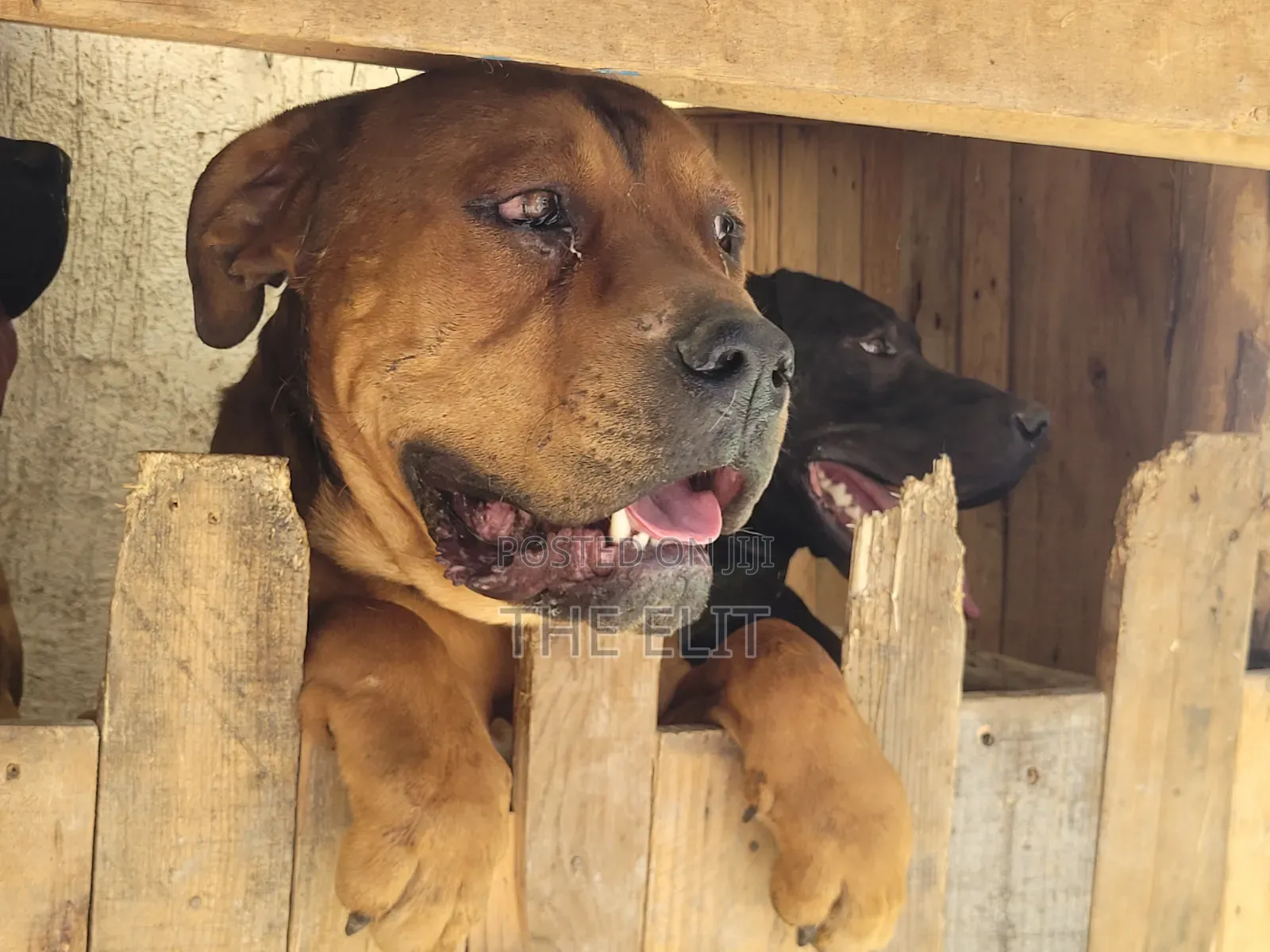 1-3 months Male Purebred Boerboel