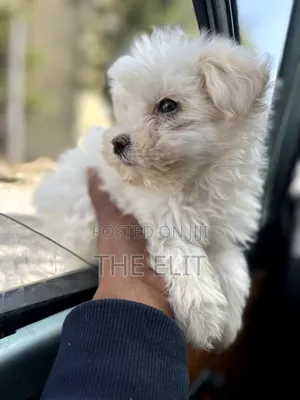 1-3 months Male Purebred Maltese