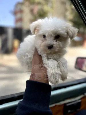 1-3 months Male Purebred Maltese