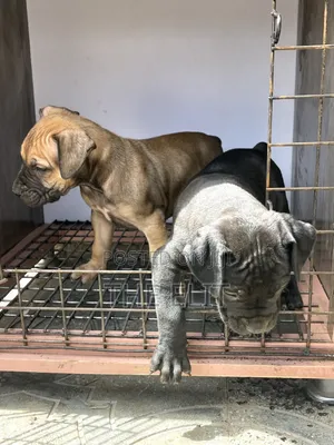1-3 months Male Purebred Mastiff