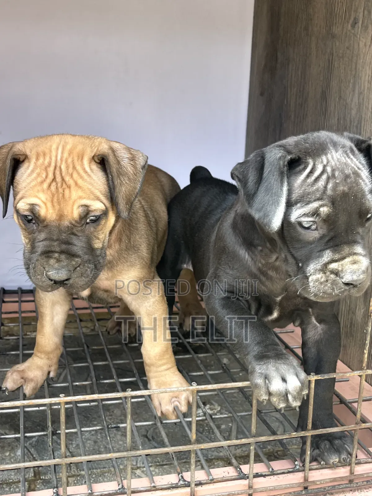 1-3 months Male Purebred Mastiff
