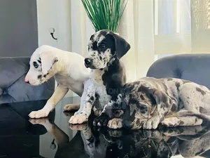 1-3 months Male Purebred Great Dane