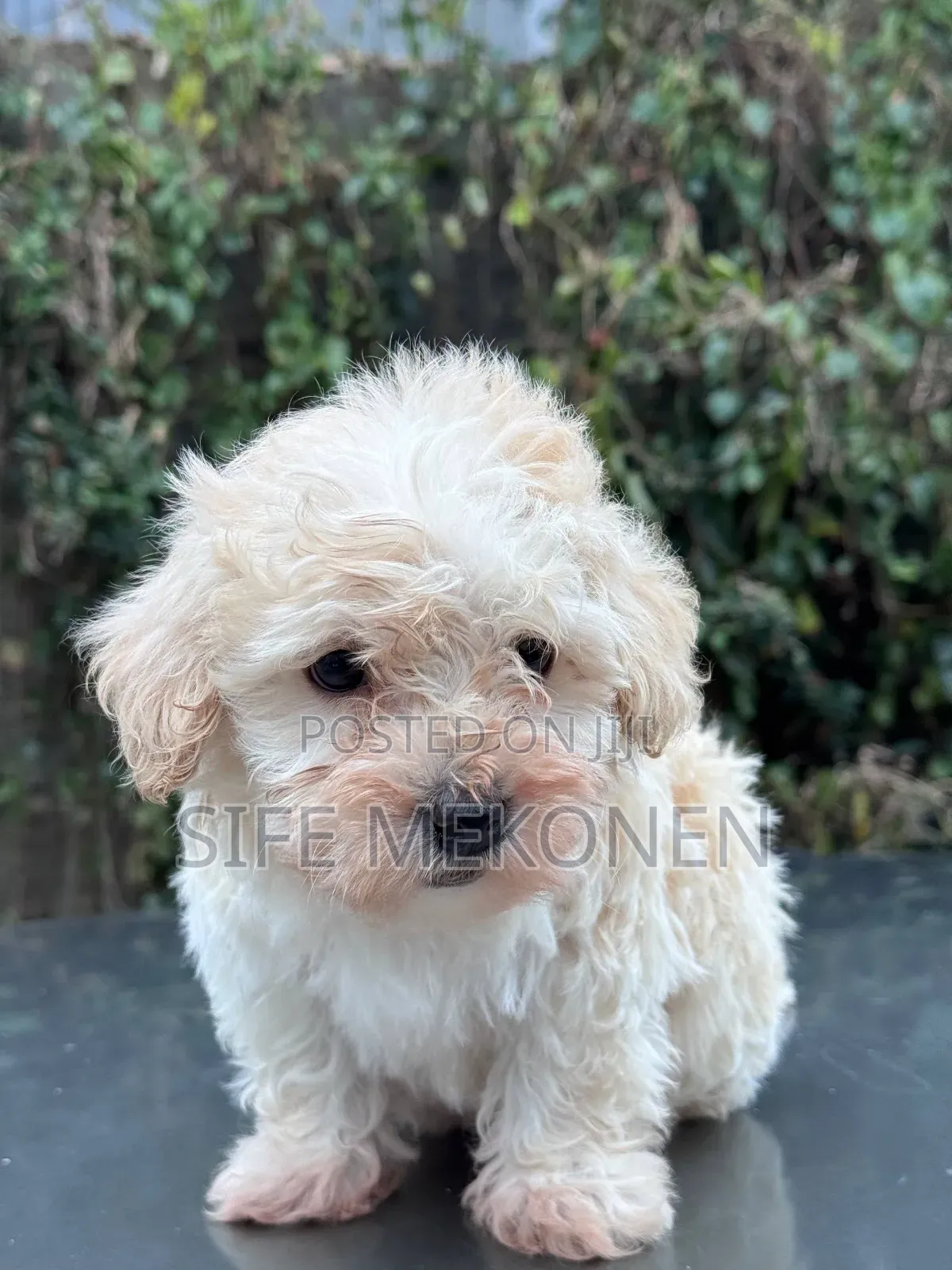 1-3 months Male Purebred Maltese