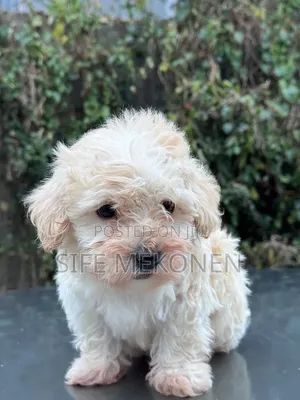 1-3 months Male Purebred Maltese