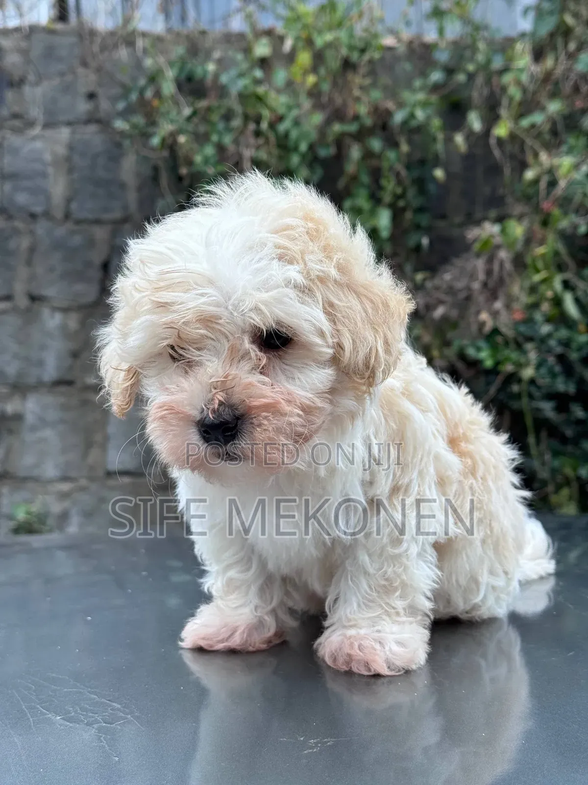 1-3 months Male Purebred Maltese