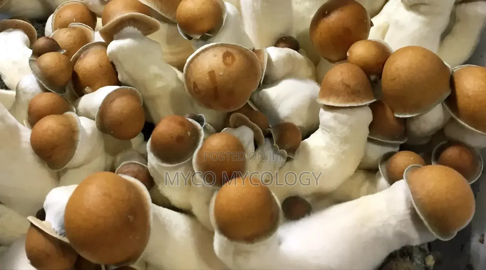 Mushroom(Mag!C)