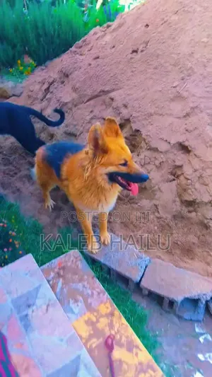 1+ year Male Purebred German Shepherd