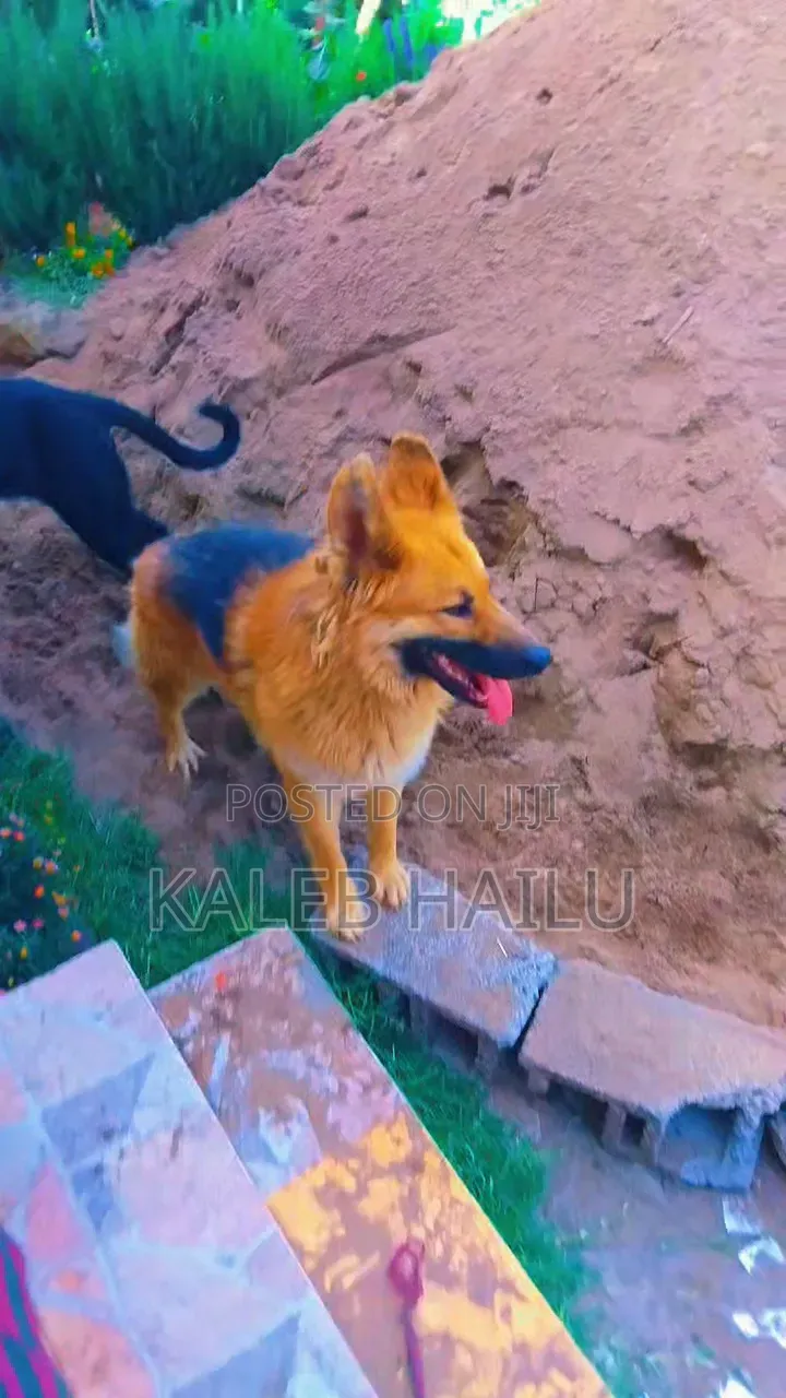 1+ year Male Purebred German Shepherd