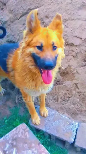 1+ year Male Purebred German Shepherd
