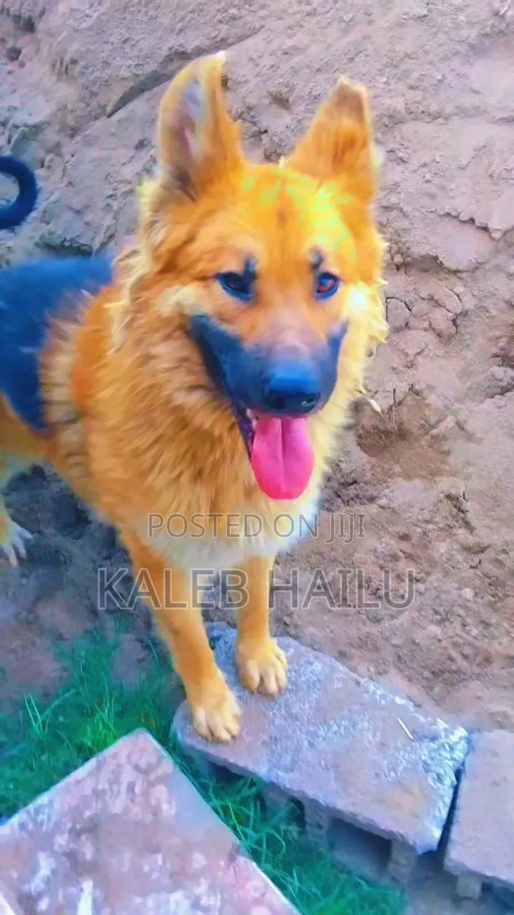 1+ year Male Purebred German Shepherd