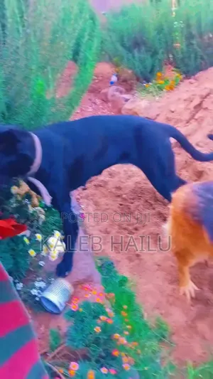 6-12 months Female Mixed Breed Great Dane