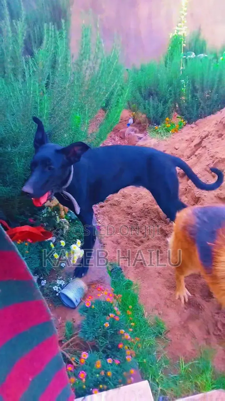6-12 months Female Mixed Breed Great Dane