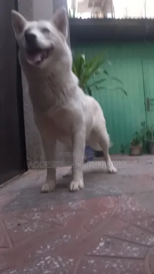 1+ year Female Purebred Siberian Husky