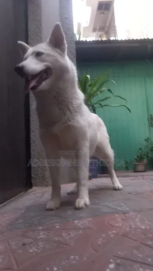 1+ year Female Purebred Siberian Husky