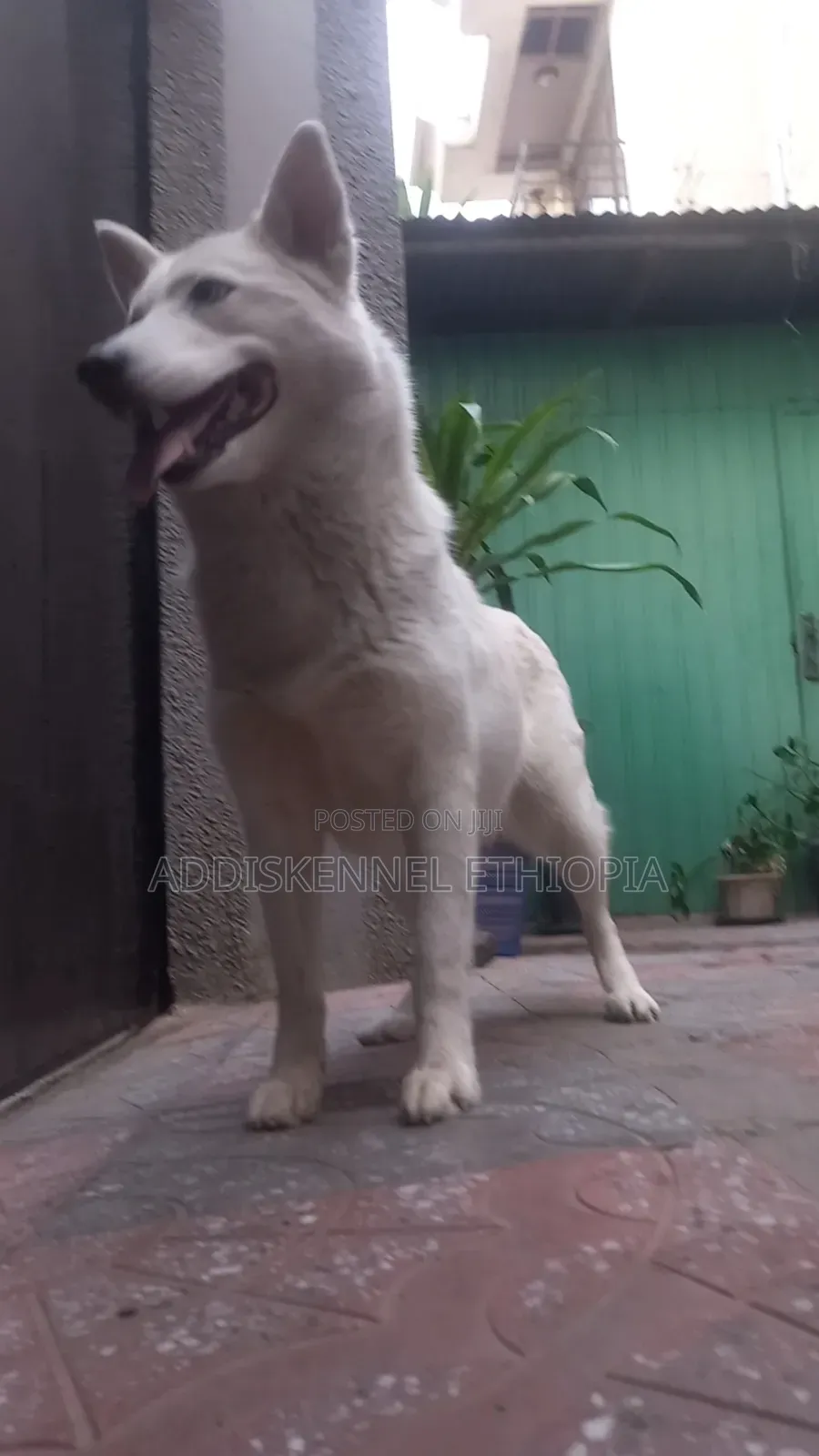 1+ year Female Purebred Siberian Husky