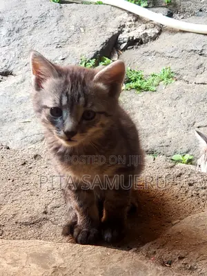 1-3 months Male Purebred Tabby