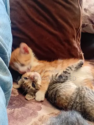 1-3 months Female Mixed Breed American Shorthair