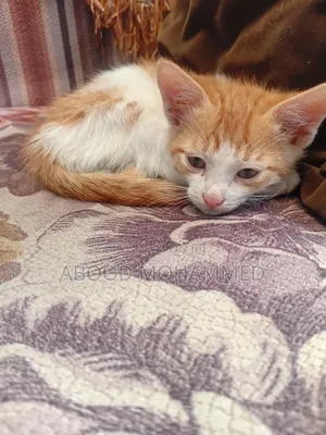 1-3 months Female Mixed Breed American Shorthair