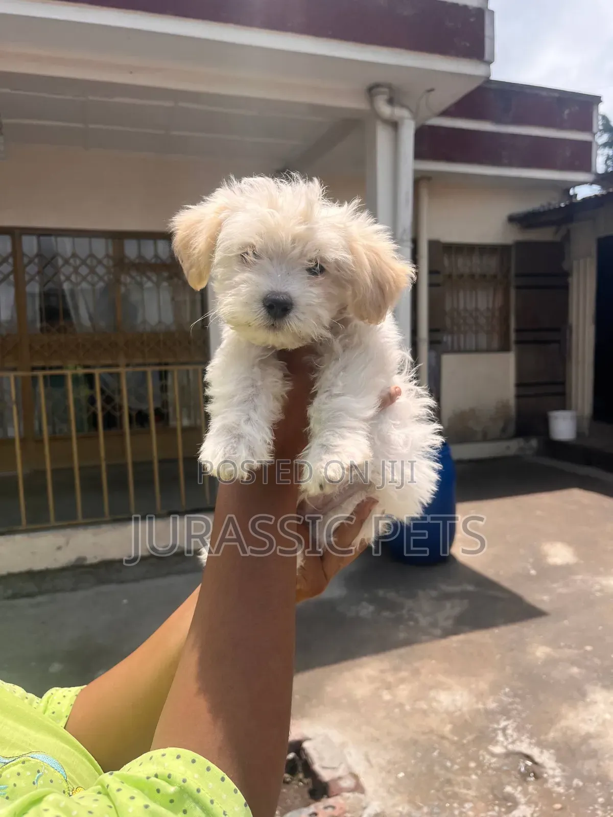 1-3 months Male Purebred Maltese