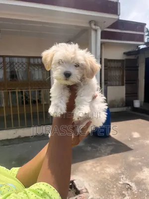 1-3 months Male Purebred Maltese