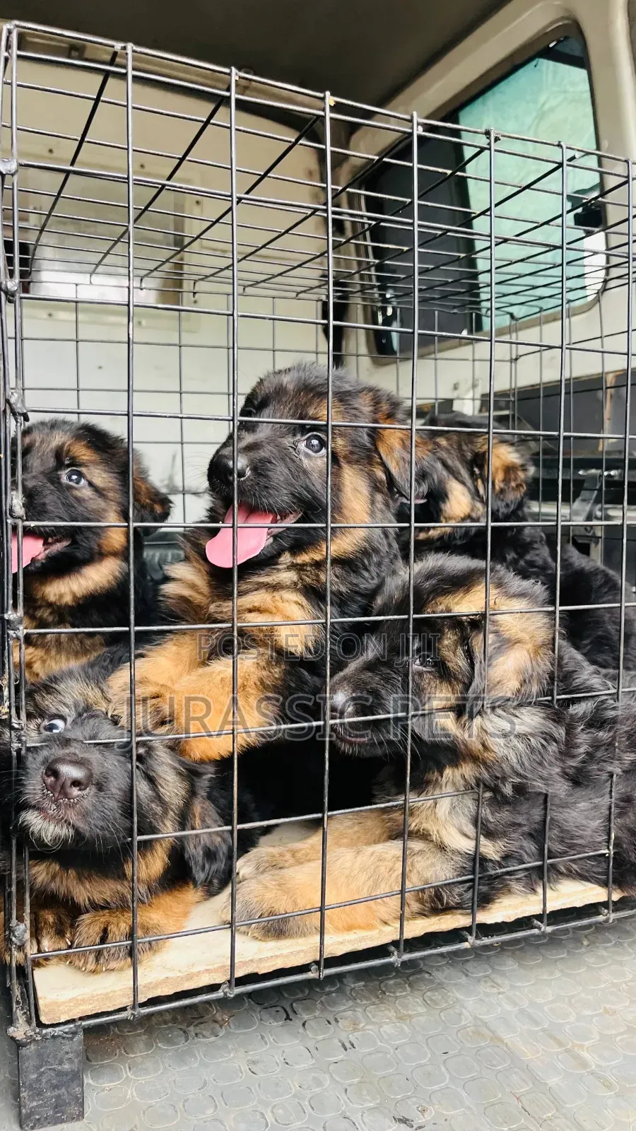 1-3 months Male Purebred German Shepherd