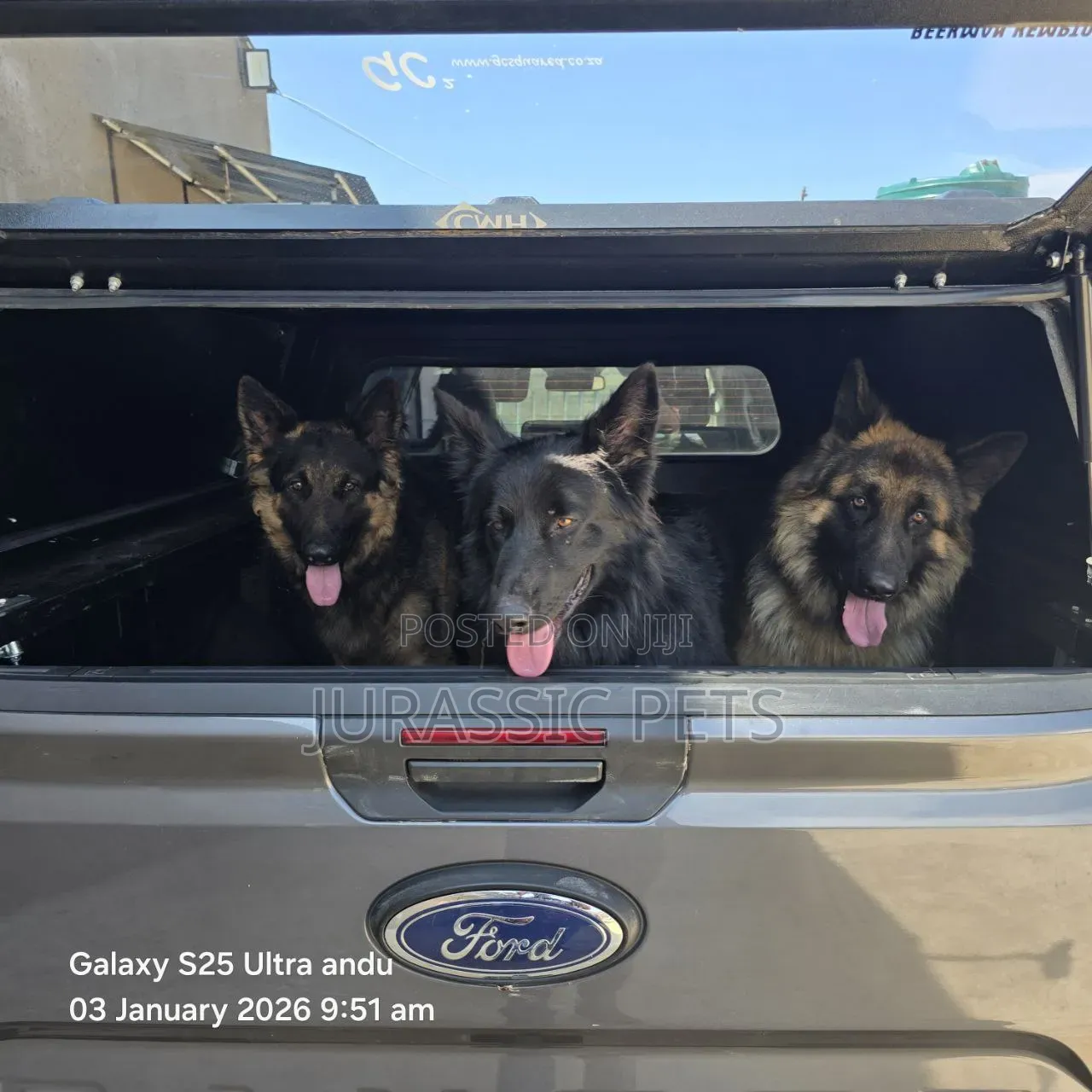 1-3 months Male Purebred German Shepherd