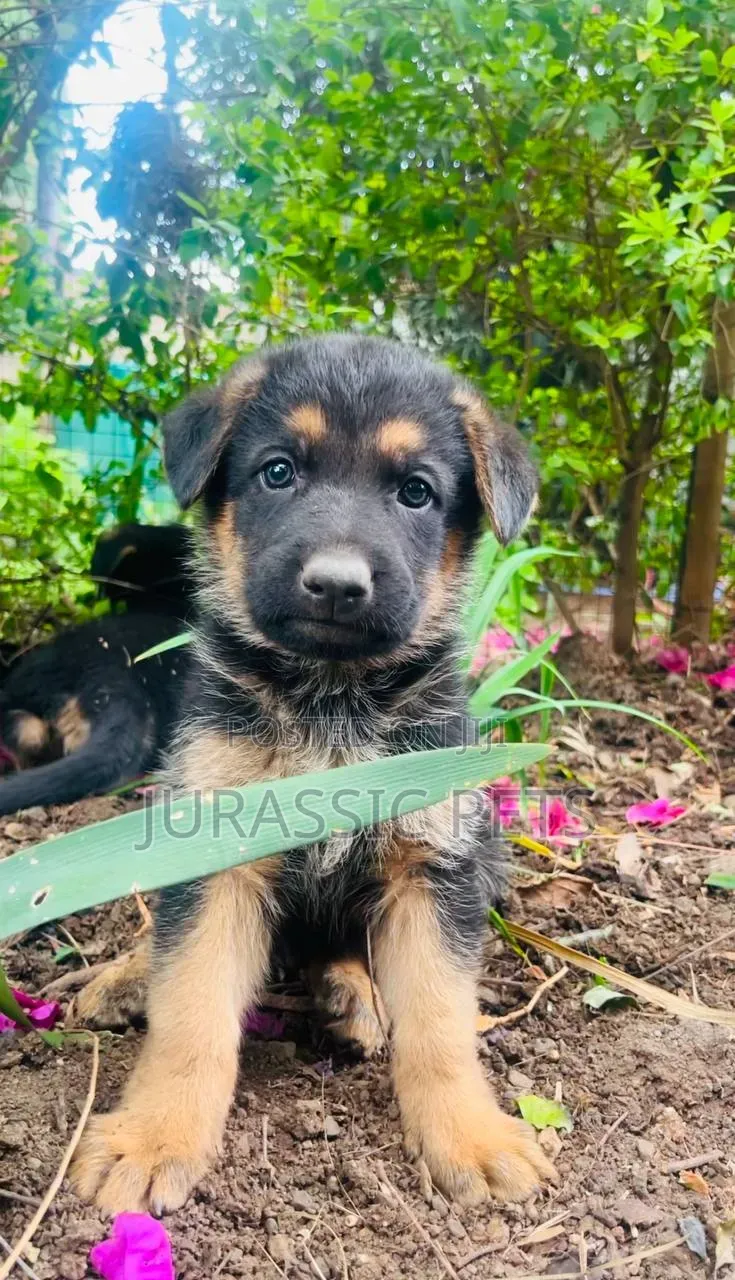 1-3 months Male Purebred German Shepherd