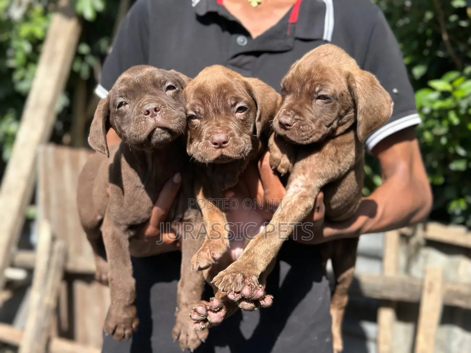 1-3 months Male Mixed Breed Mastiff