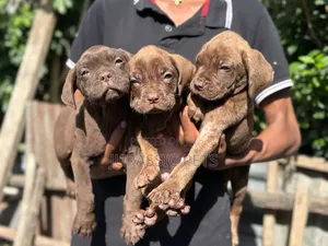 1-3 months Male Mixed Breed Mastiff