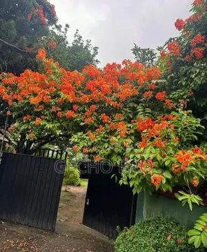 ቆንጆ ቆንጆ ቦታዎች አሉን ቦሌ አካባቢ