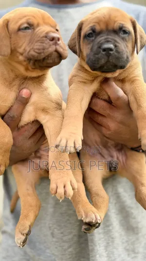 1-3 months Male Purebred Bullmastiff