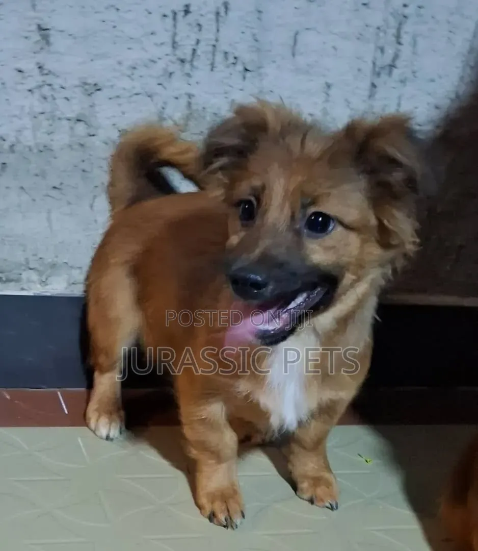 1-3 months Male Purebred Maltese