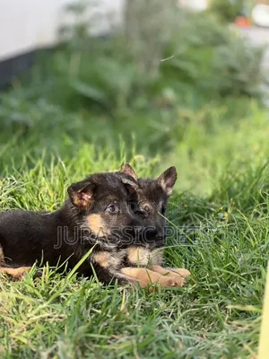 1-3 months Male Purebred German Shepherd