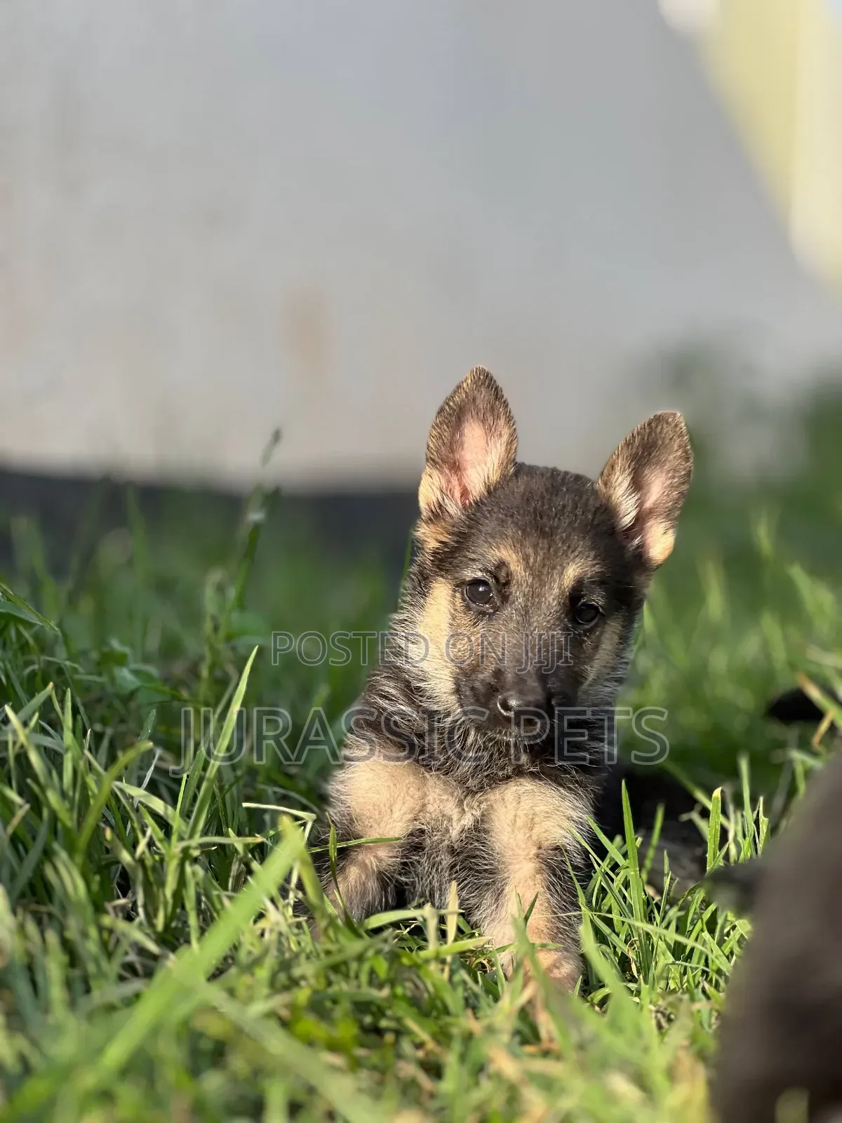 1-3 months Male Purebred German Shepherd