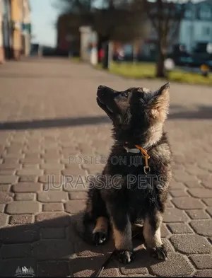 1-3 months Male Purebred German Shepherd
