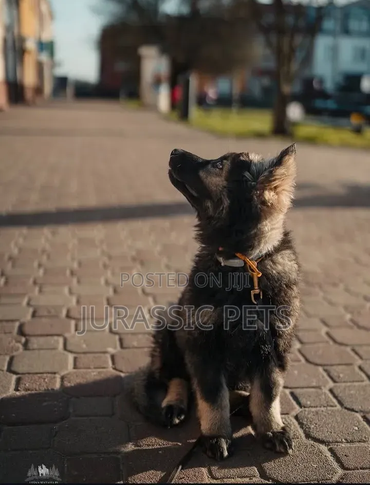 1-3 months Male Purebred German Shepherd