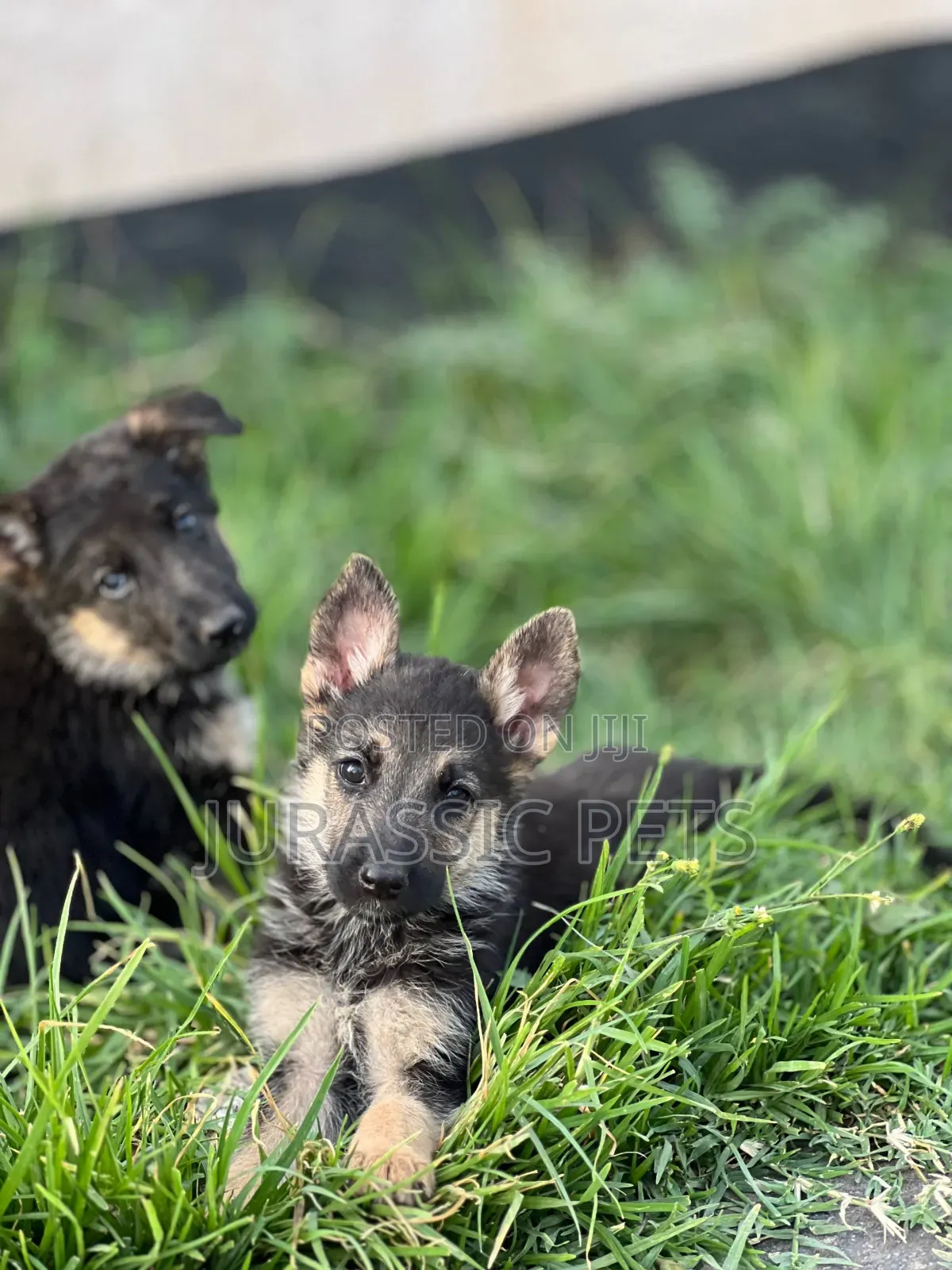 1-3 months Male Purebred German Shepherd