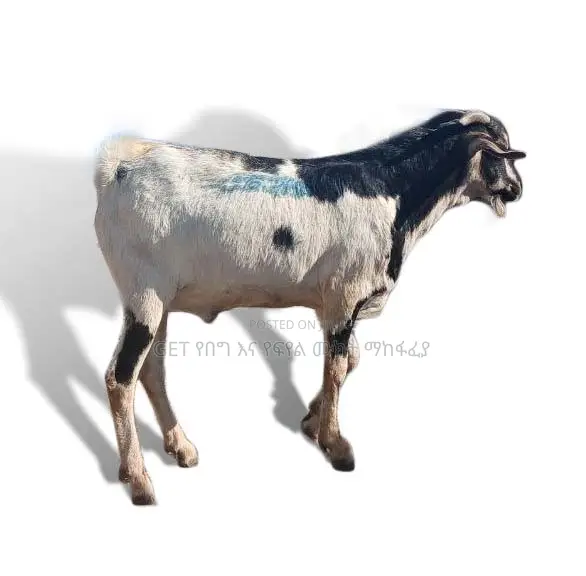 የሃረር ፍየል የደለበ ምርጥ ፍየል