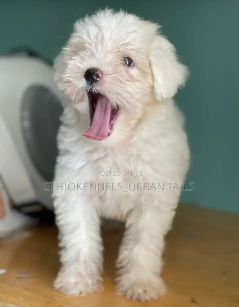 1-3 months Male Purebred Maltese